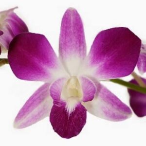 Fresh Orchids